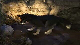 KAGE FURRY YIFF PORN ANIMATION