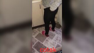 cotak turkish shots of my wife daily