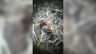 Public Outside Outdoors Nature Pee @ Dusk! Hairy Hippie Slut Has NO TOILET PAPER! She Pees Anyway!