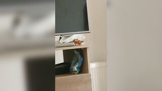 Naughty Step Mom With Big Ass And Puffy Get Fucked by Step Son