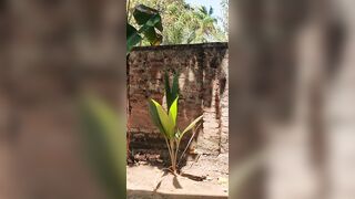 Spread gaping pussy for pissing in Public Tropical Nature {almost caught}